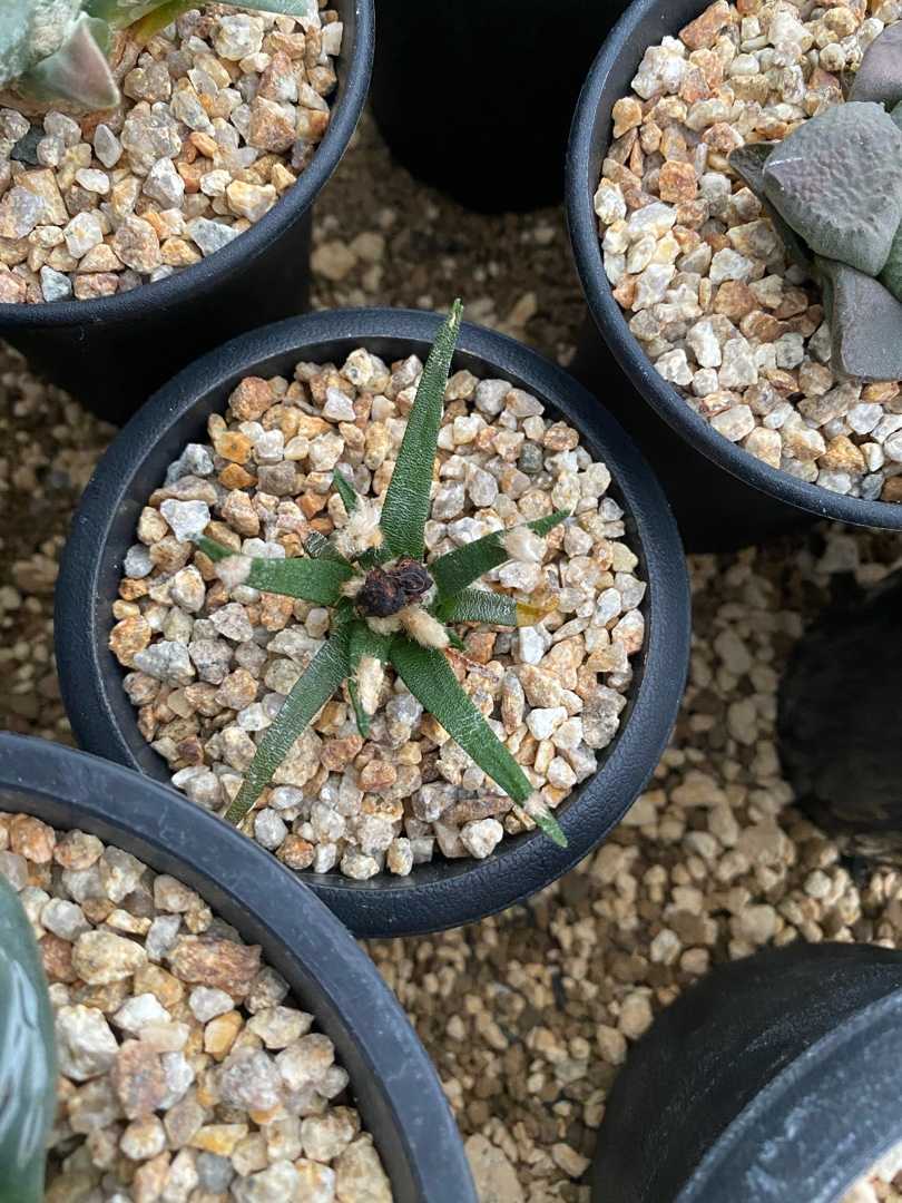 象足黒牡丹錦」アリオカルプス サボテン 検)村主 竜角牡丹 花牡丹 牡丹