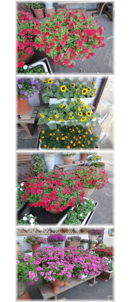 ８月下旬のマイガーデン