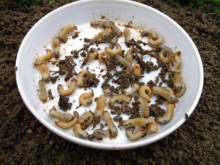 クラピアの庭にコガネムシの幼虫が大量発生5