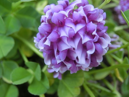 カトレアクローバー