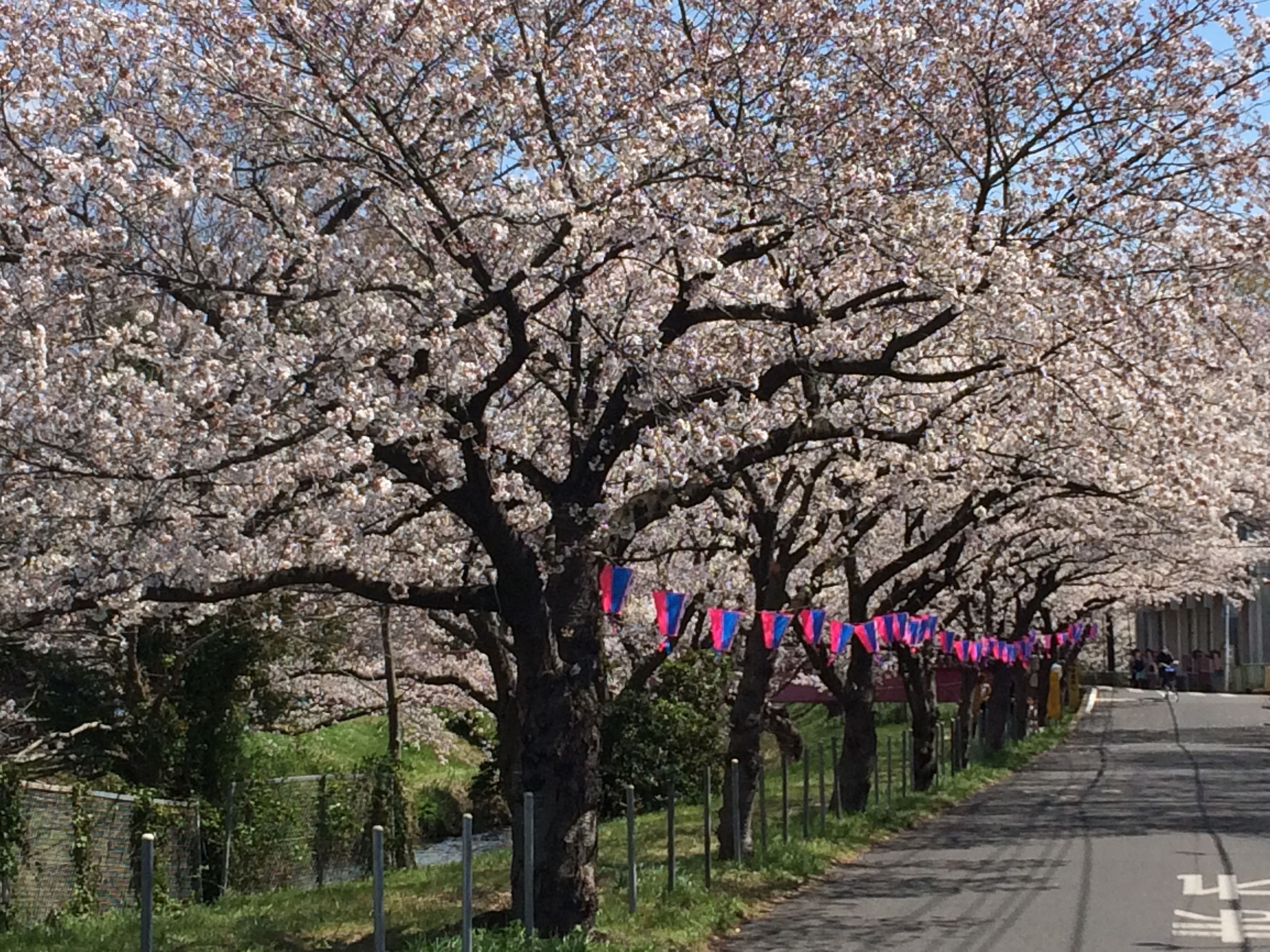 咲き乱れる桜に囲まれる竜宮城