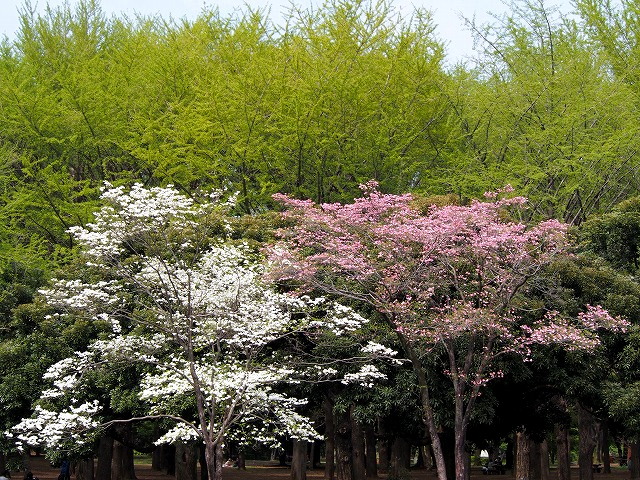 P4200181.jpg