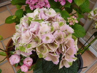 P1200409ss.jpg