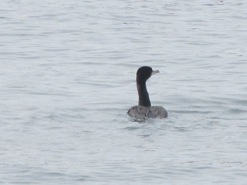 ウミウ（海鵜）？