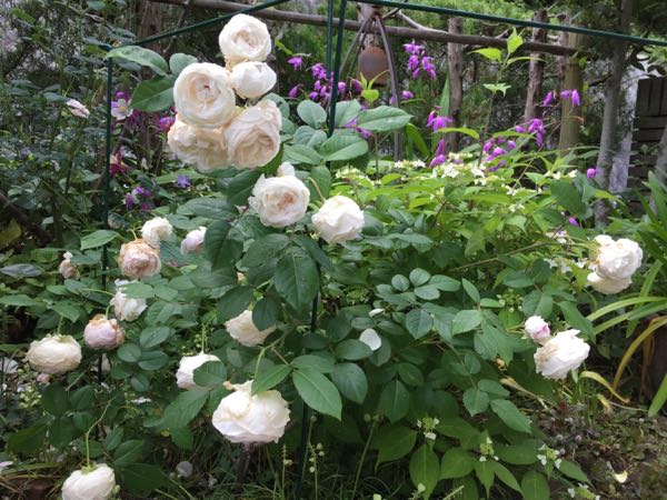 rblog-20170525230413-00.jpg