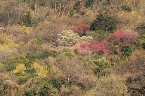 IMG_9283　花卉　山.jpg