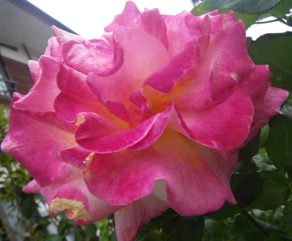 薔薇の花