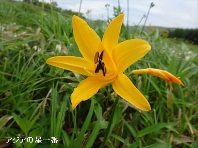 20160702 霧ヶ峰湿原6