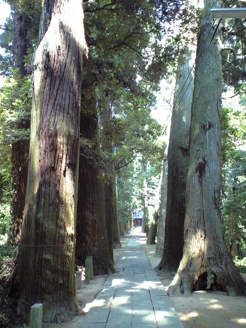 日吉神社の杉並木