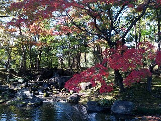 紅葉.jpg