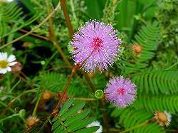 1月4日の誕生花 クロッカス（紫）の花言葉「愛をもう一度