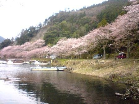 海津大崎の桜.jpg