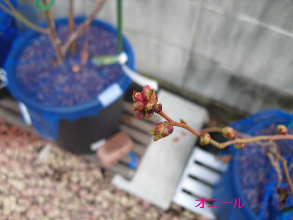 オニール