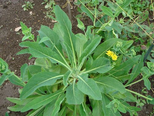 故郷沖縄の食材ニガナを使って一人遊び やっぱり山と花が好き 楽天ブログ