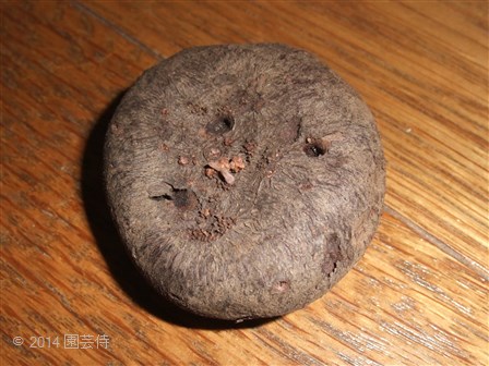 Cyclamen hederifolium bulb 20140926