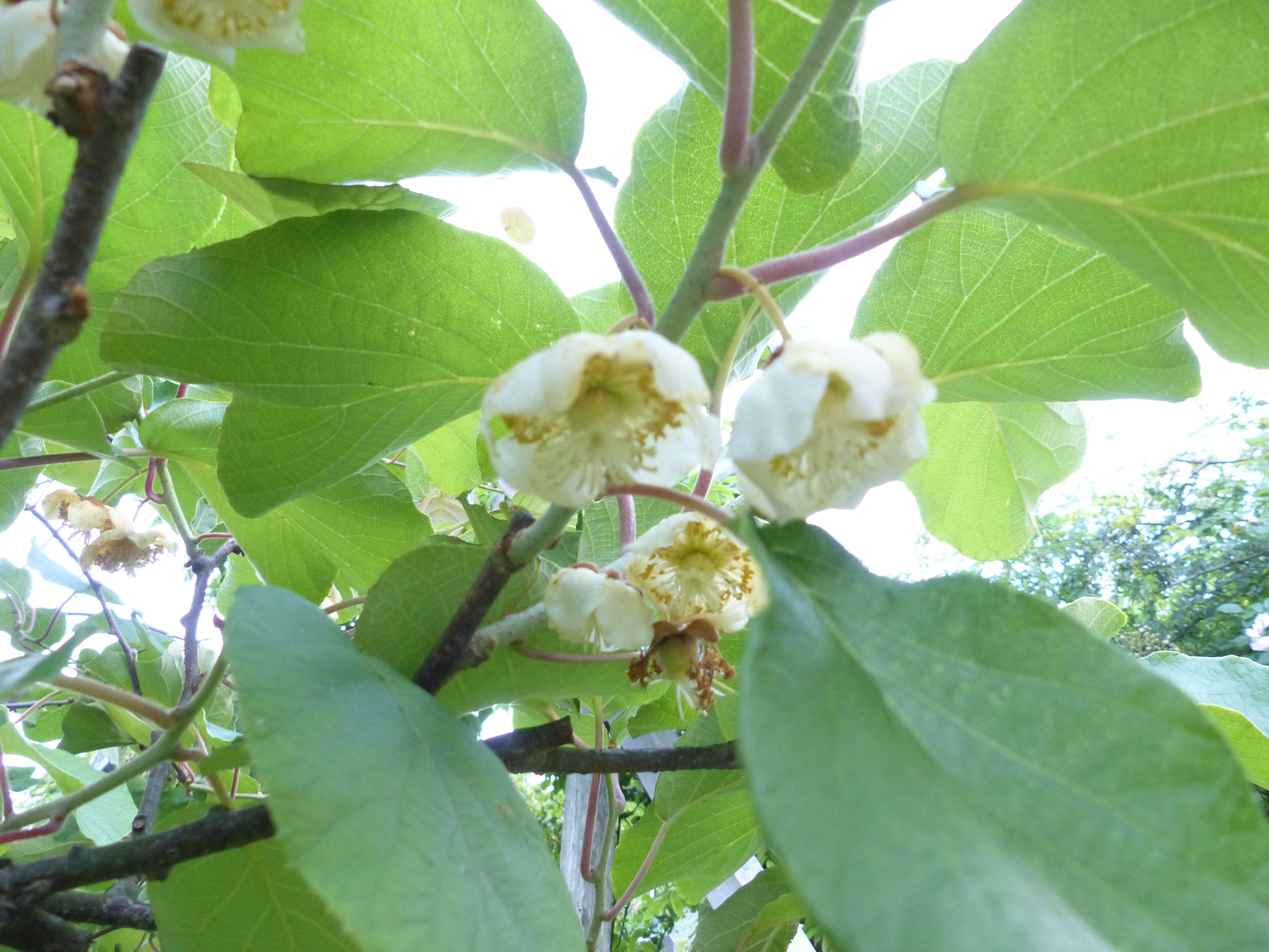 キウイの花が咲いて 今年も実が期待できそうです オープンガーデン 蕗のとう 楽天ブログ