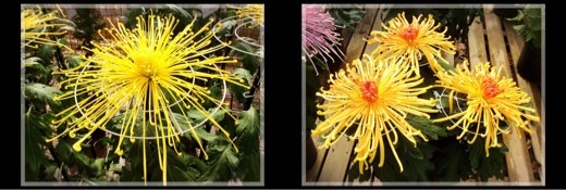 菊花展・フラワーセンター大船植物園