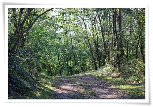 健民海浜公園-7 まだ緑の小道 13.10.13