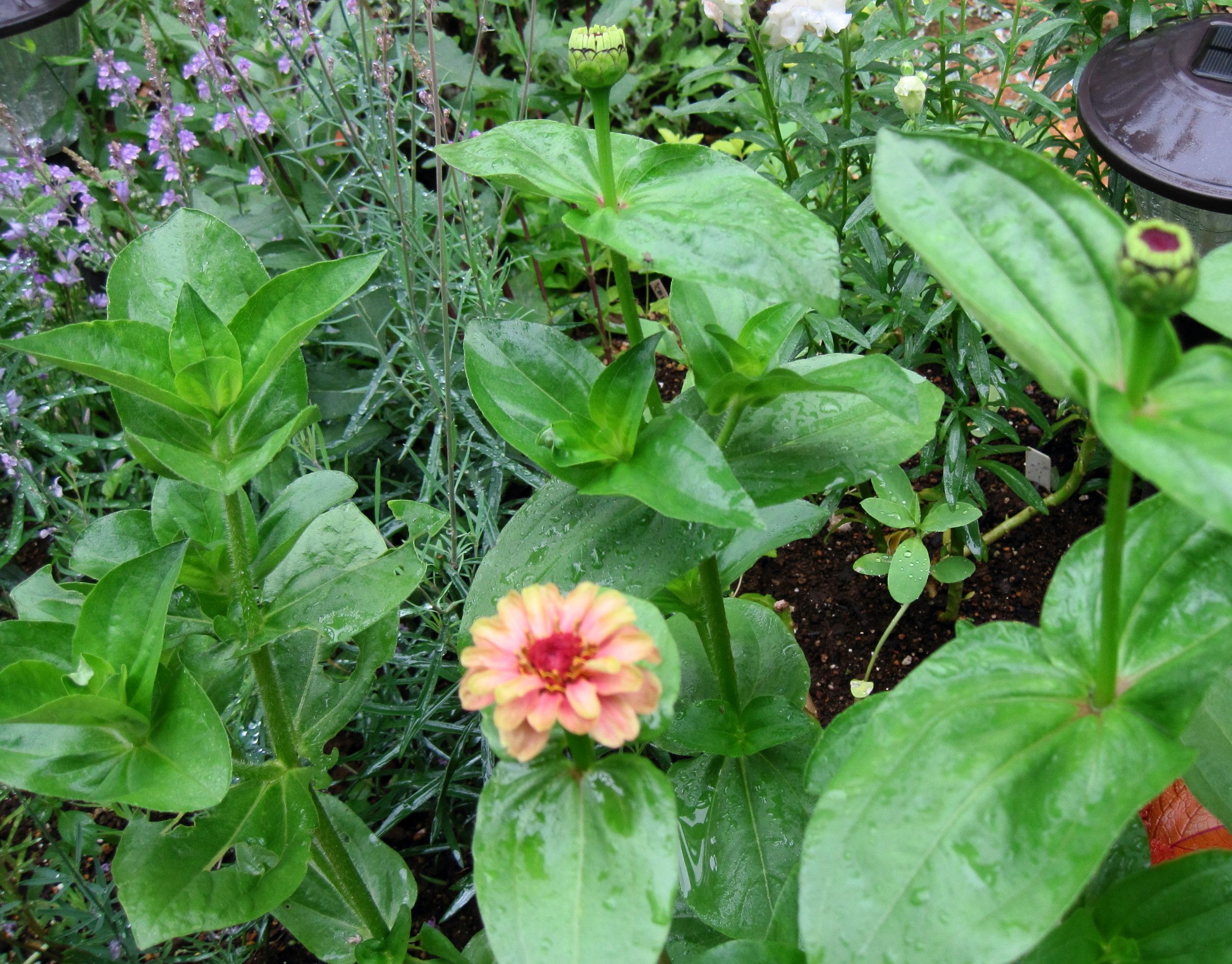 植物紹介 たねをまく日々 楽天ブログ