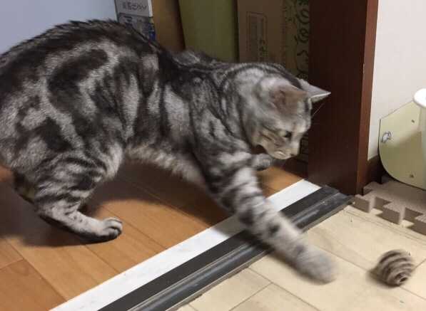 ダイソー ねこのボール 猫と暮らす素人鉄道模型の日記 楽天ブログ