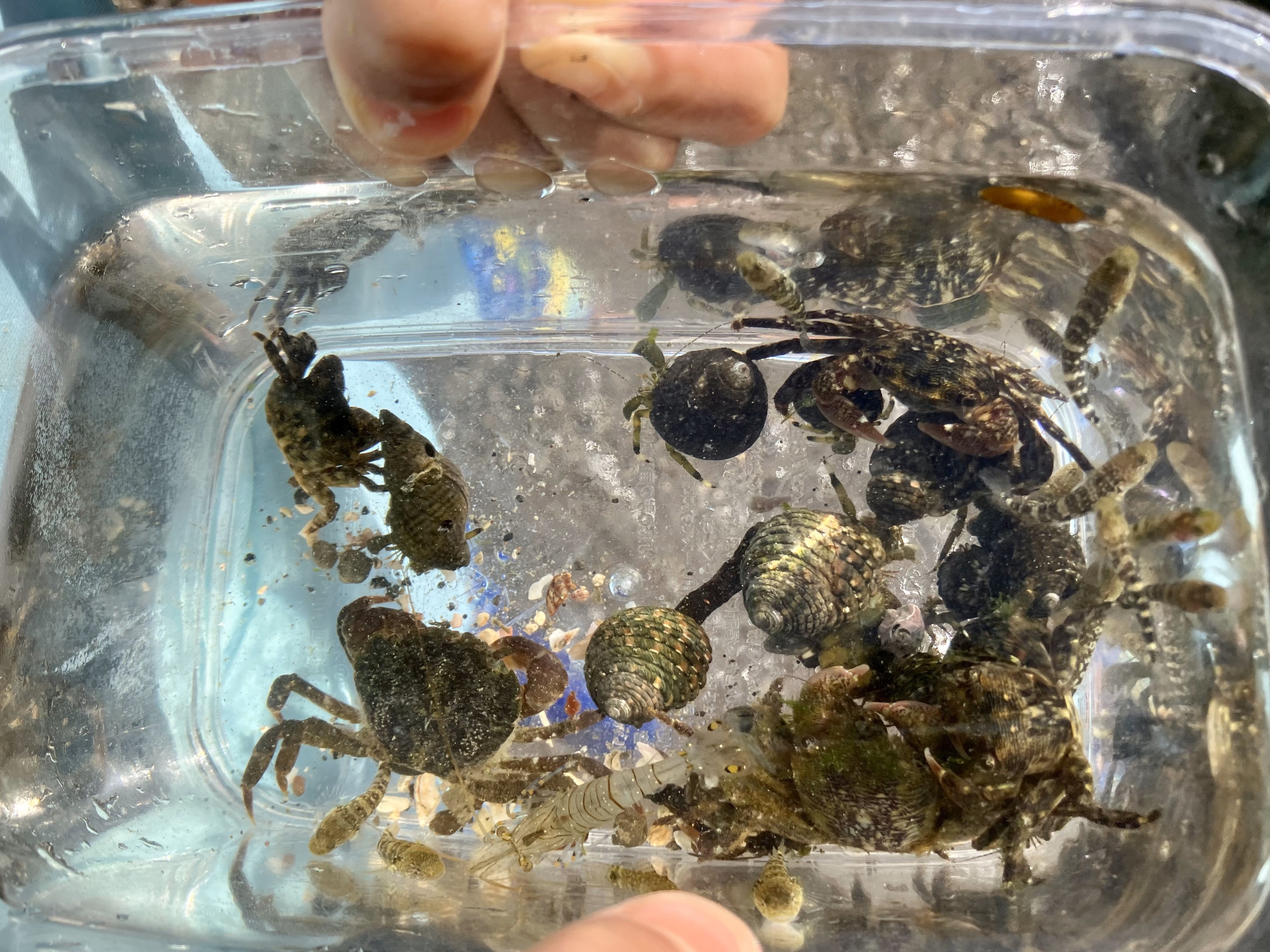 漁師料理かなや近くの磯場で海の生き物集め　磯すじ海老、カニ、ヤドカリ、アゴハゼ