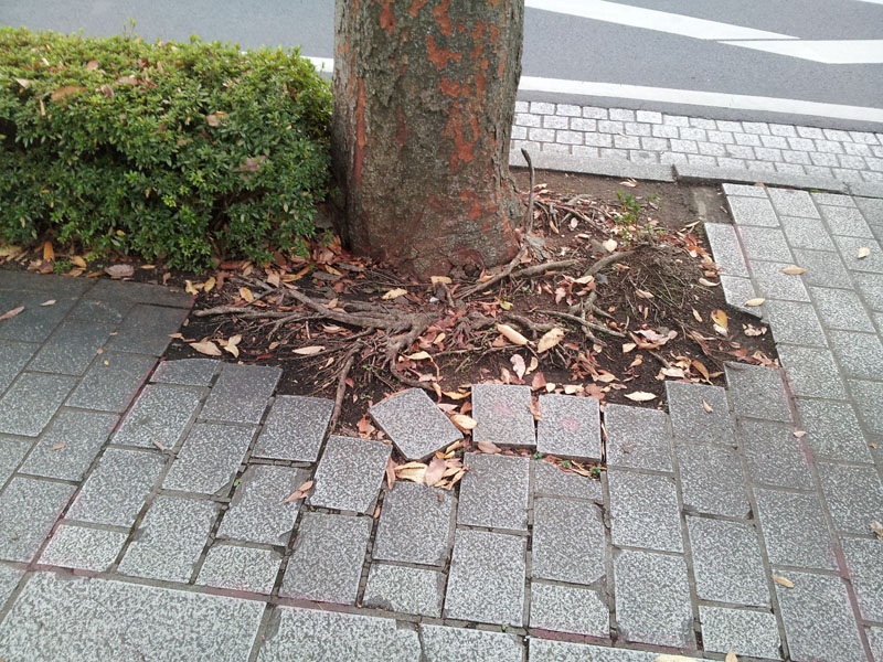 苦しそうな木_3.jpg