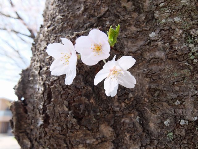 サクラ1592.jpg