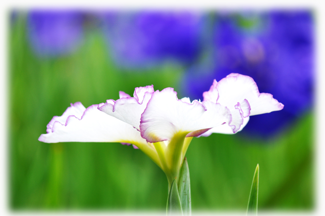 菖蒲５