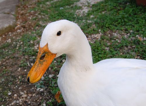 DSC_0507.JPG