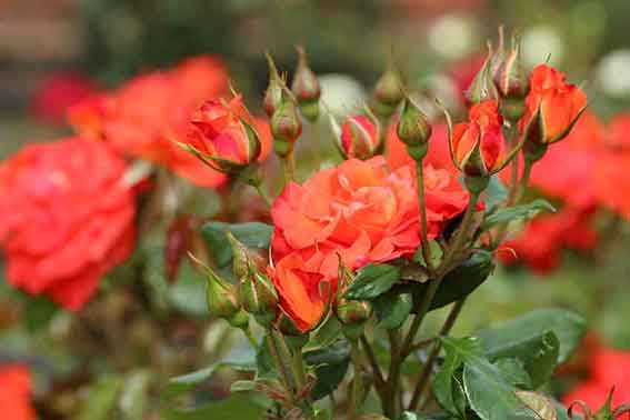 藍住バラまつり-02♪