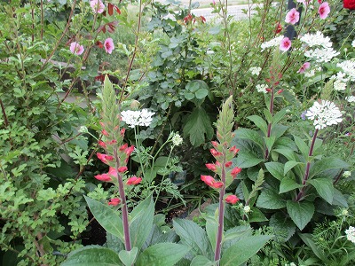 IMG_3378ss.jpg