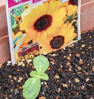 花 Flowers 秋に咲くヒマワリ なのかもね 楽天ブログ