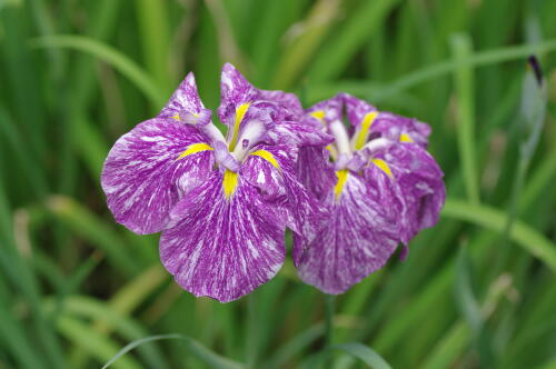 浜離宮恩賜庭園の花菖蒲