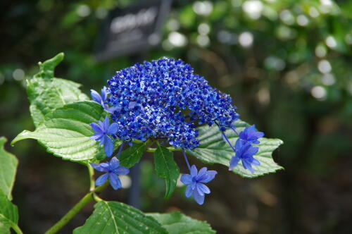 昭和記念公園の紫陽花