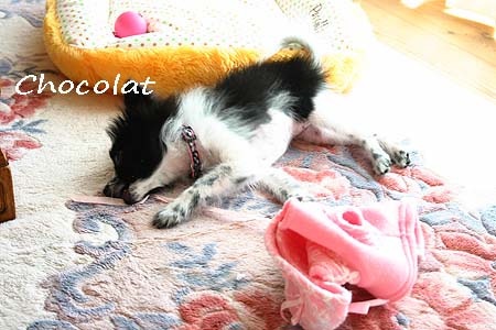 ショコラと洋服