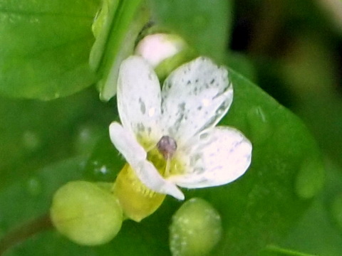 不明の水草の花・拡大