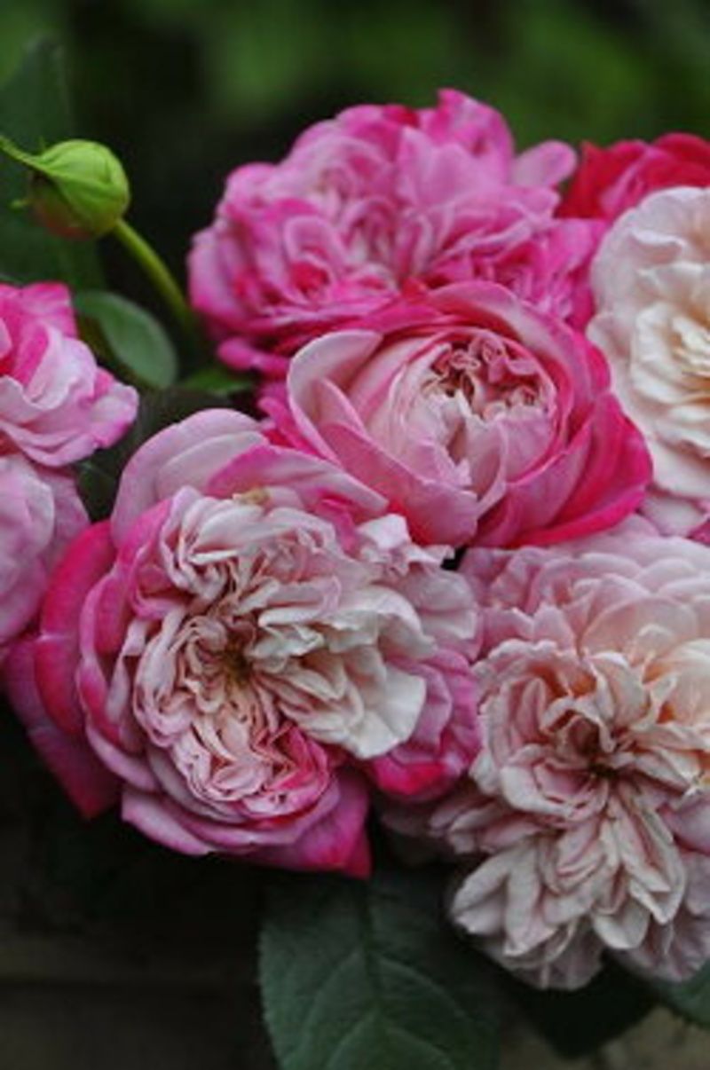 パリス バラと可愛い花たち 楽天ブログ