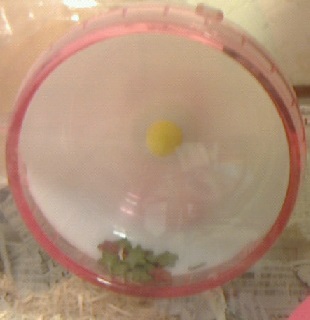 プーのオレ様日記２　２