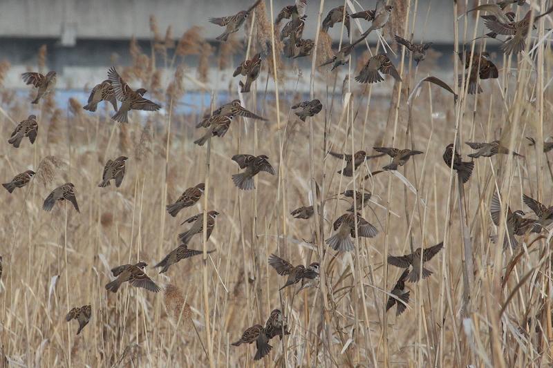 IMG_4583 (800x533).jpg