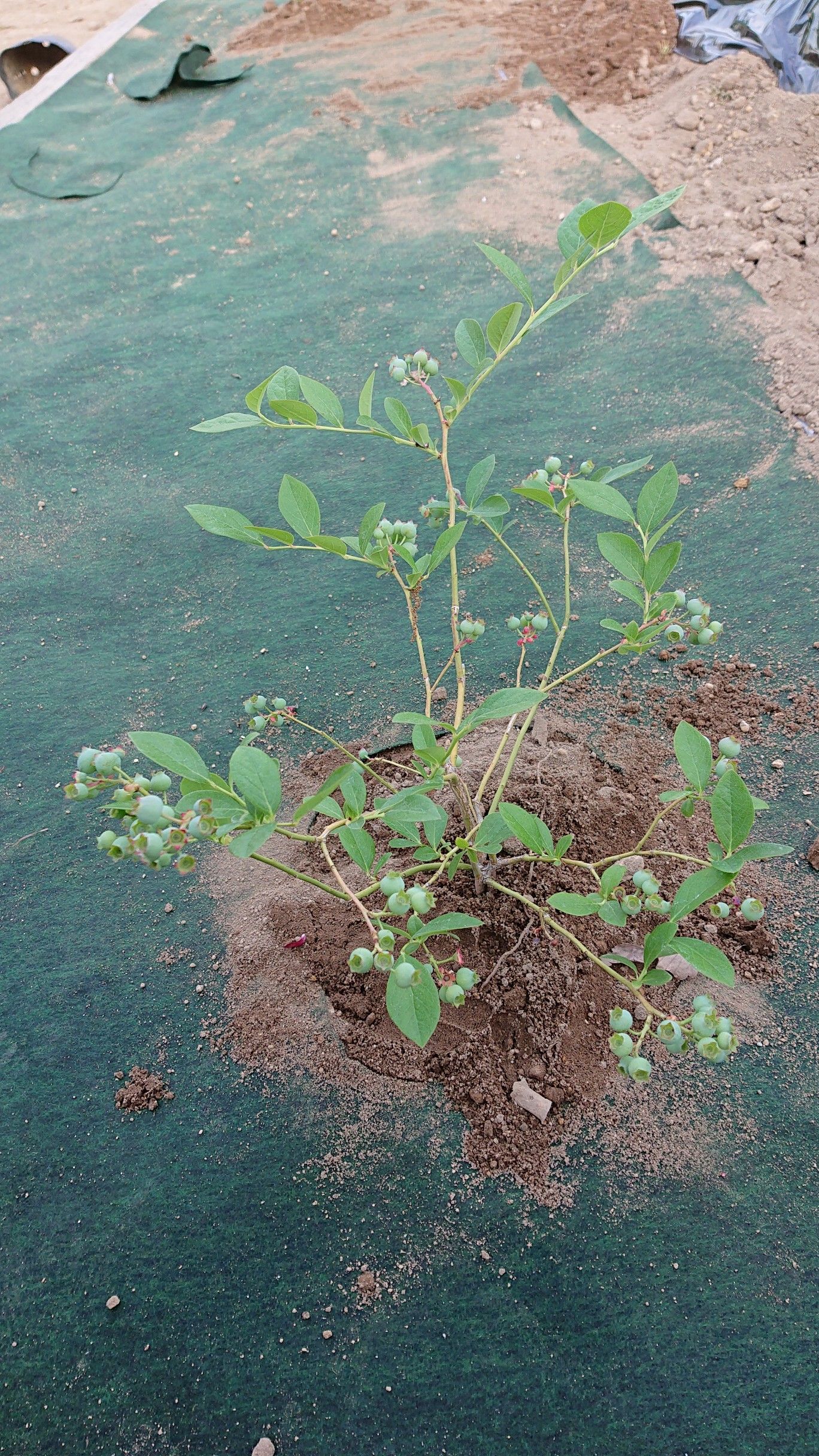 ブルーベリーとワイルドストロベリーの植え付け カエルぽこぽこの庭作り 楽天ブログ
