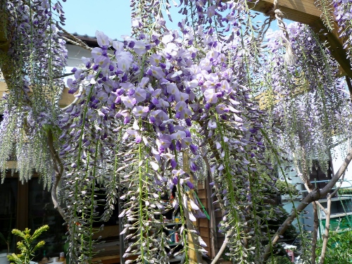 P1140972 (500x375).jpg