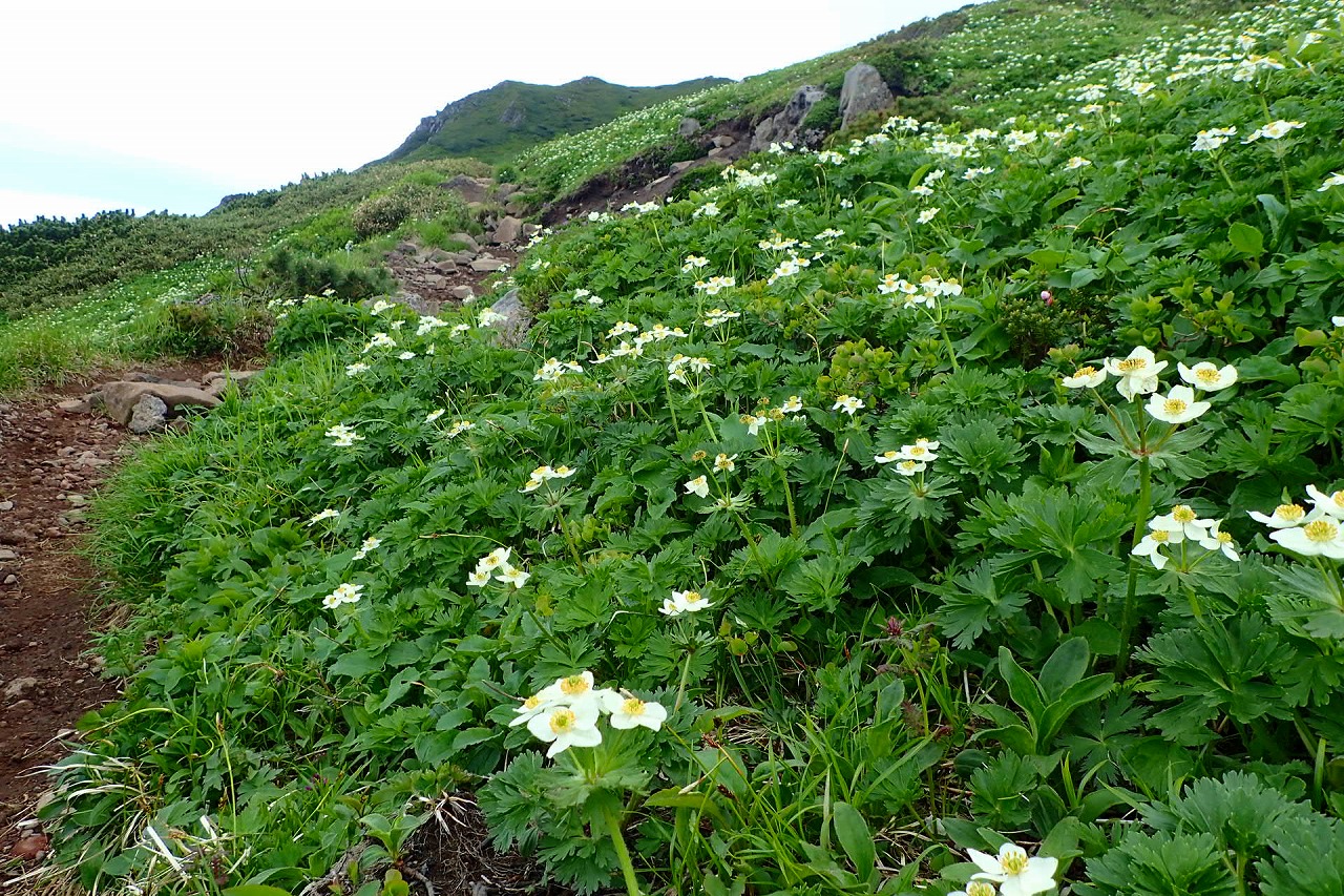 6月の山・・・富良野岳から上ふらの岳へ周回縦走 大雪山系 | 山歩きは好歩（スキップ）して四季折々・・・登山日和のFOOTMARK - 楽天ブログ