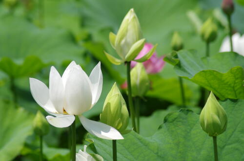 昭和記念公園のハスの花