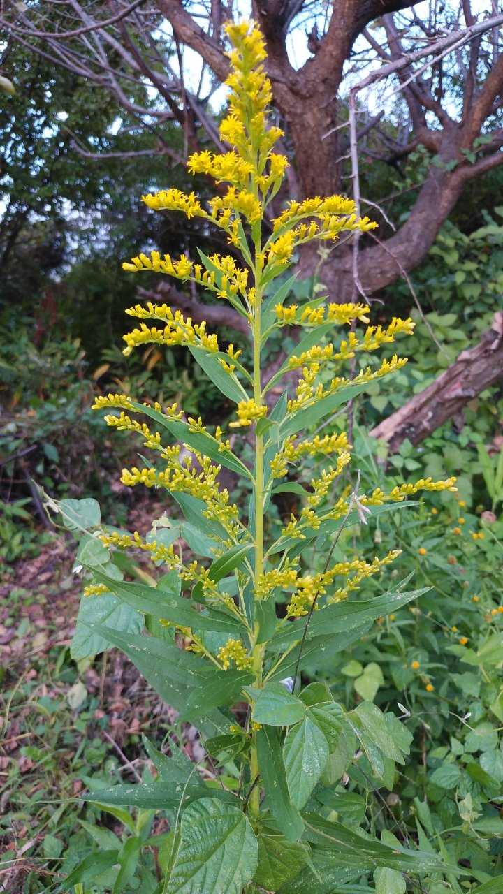 10月15日感染者数 ブタクサ Kzhr3のブログ 風景 楽天ブログ
