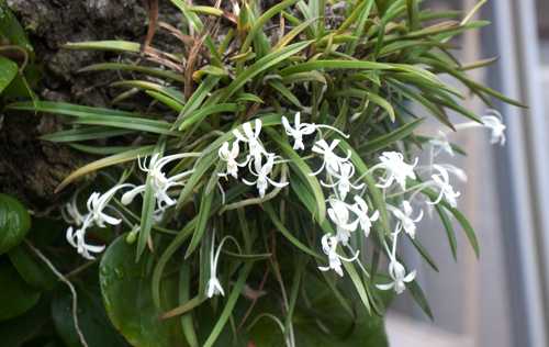 我が家の花《フウラン》 直さんのブログ 写真大好き！ 花も大好き！ 楽天ブログ