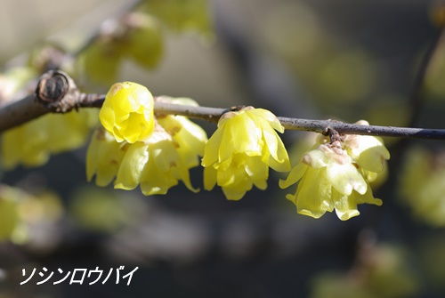 旧芝離宮恩賜庭園にて