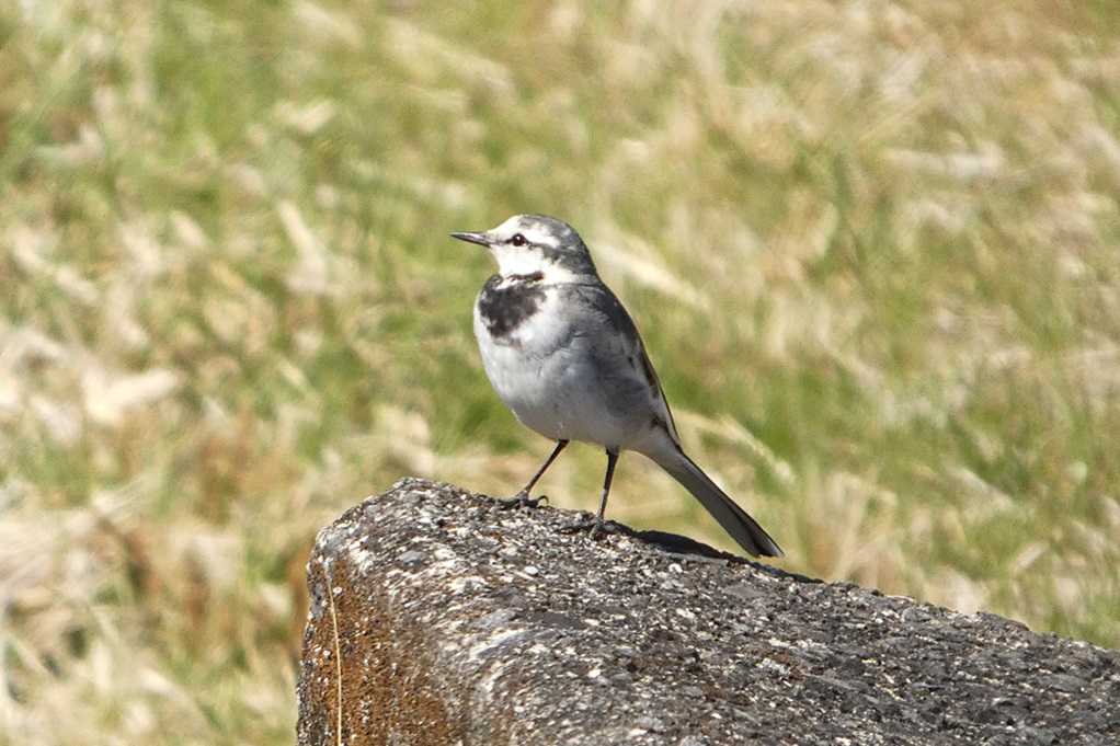 515