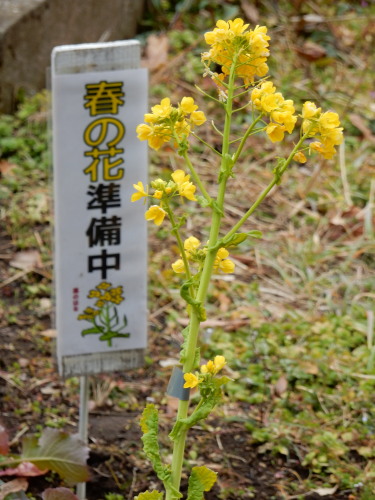 DSCN0030b20160131.jpg