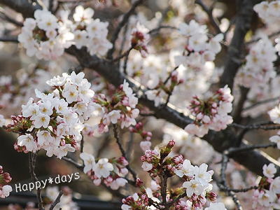 2012年4月5日　桜