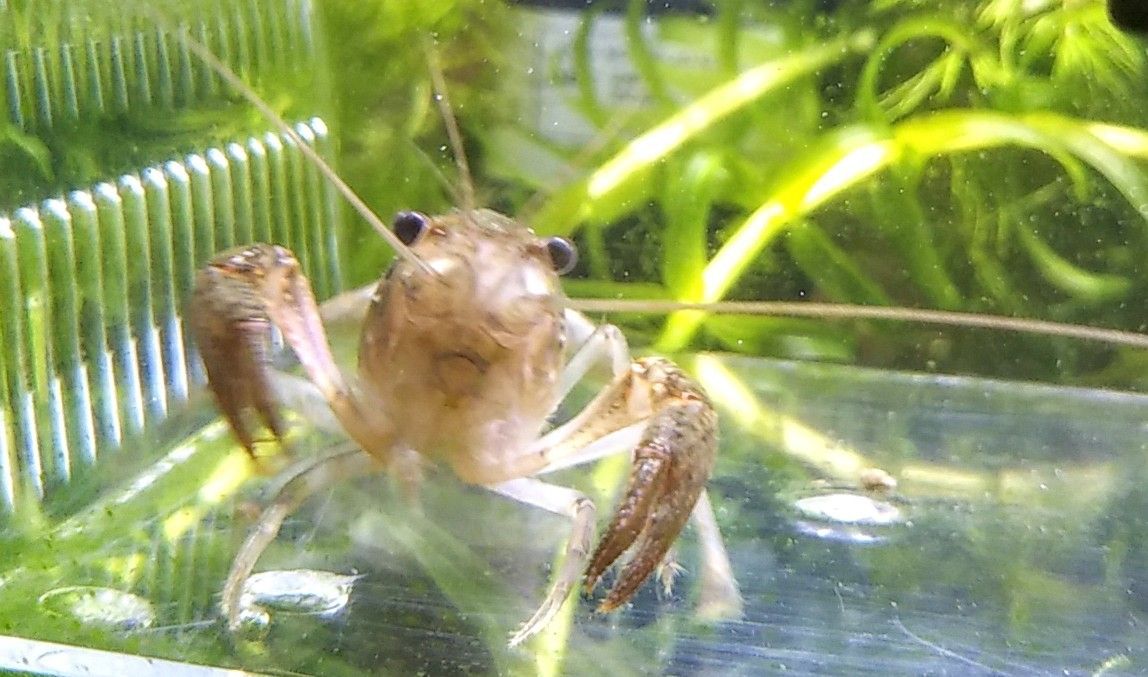 久しぶりの水槽水替え クチボソの冬越し 謎の巻き貝軍団と稚海老 ゆうのお料理日記 農業もやるよ ギフテッドの教育法も 楽天ブログ
